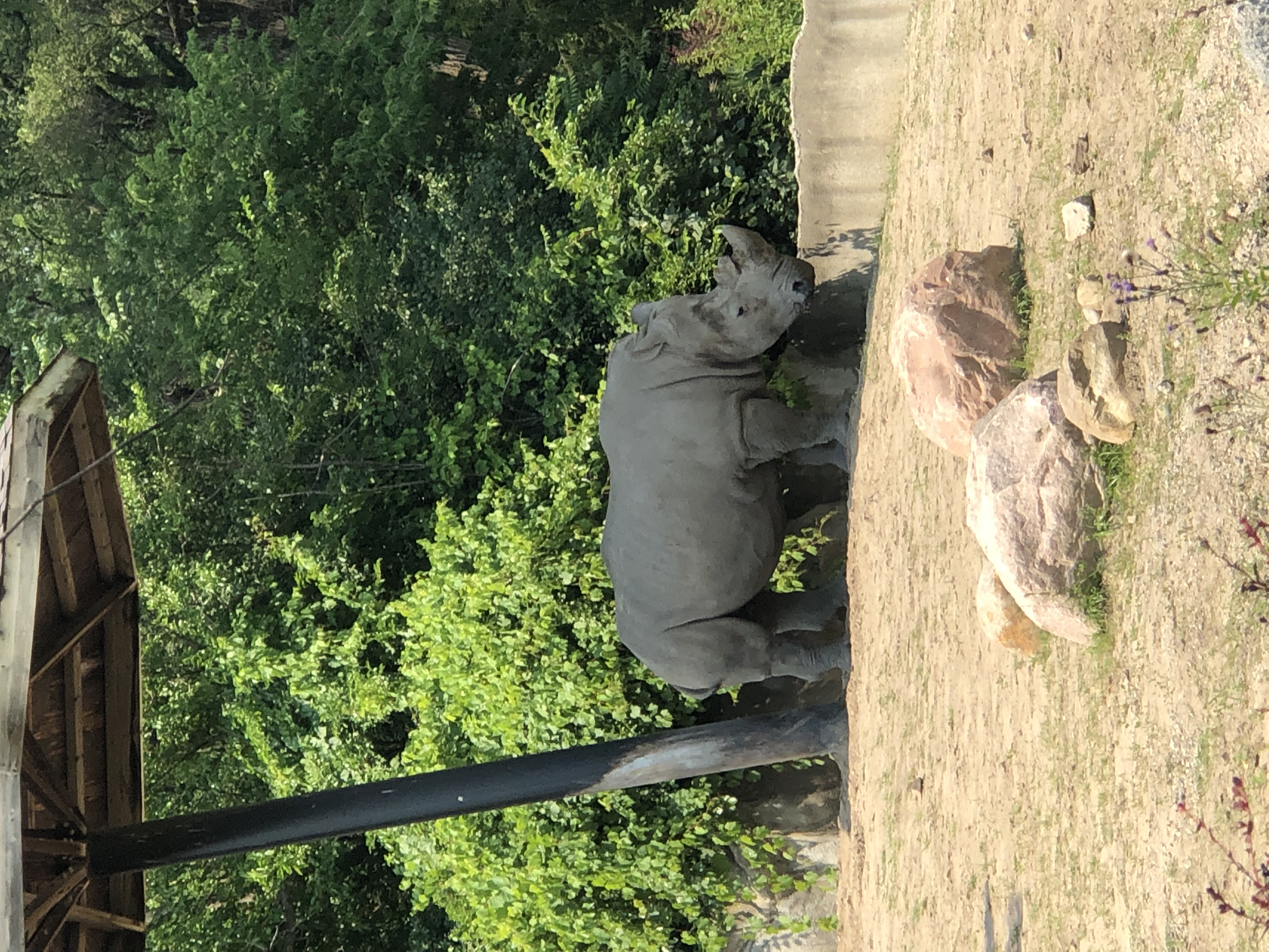 Rhino Rhino didnt seem like it was happy, maybe just a lazy start of the day